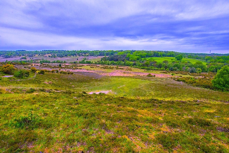 Vistas desde Deadman Hill en el Parque Nacional New Forest, Inglaterra, Hampshire